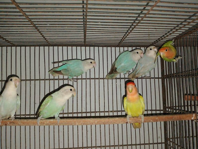 Rosicolli Opline lovebird 5