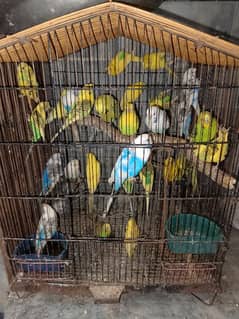 red eyes, budget, crusted full breeder austrailain parrots