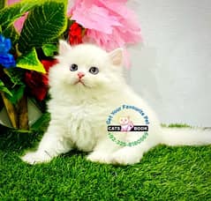 Punch Face Blue eyes shaded triple coated Persian kitten Male