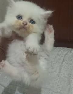 Persian kittens for sale 03338414246