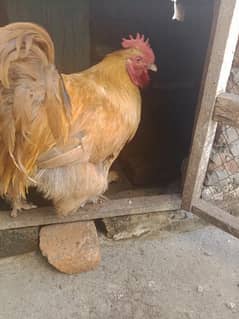 Golden Heavy Buff Hen FoR Sale 0