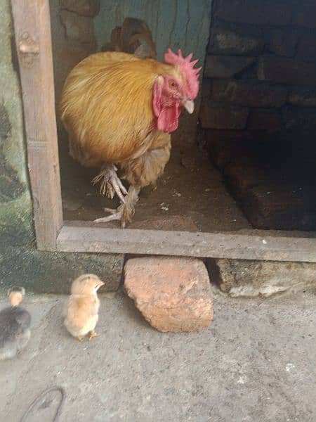 Golden Heavy Buff Hen FoR Sale 1