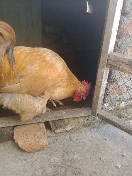 Golden Heavy Buff Hen FoR Sale 3