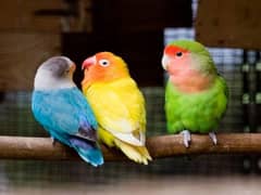 4 lovebird 4600 ma la jia. . 0