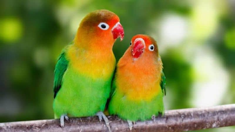 4 lovebird 4600 ma la jia. . 3