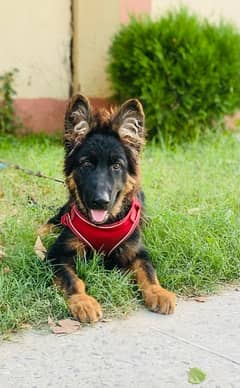 German shepherd 4 months baby