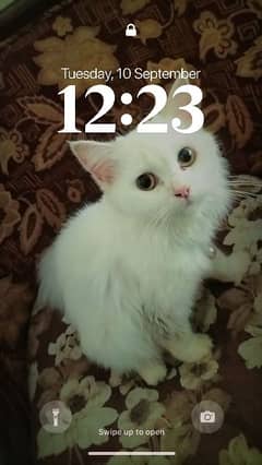 cat femail whit persian