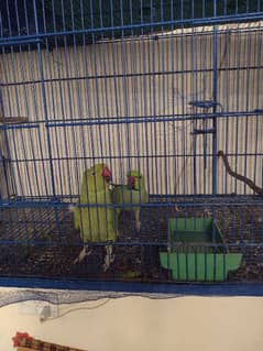 RingNeck parrots Healthy breader pair