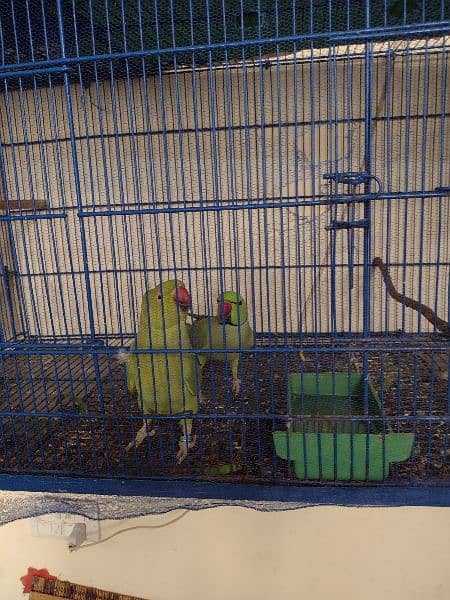 RingNeck parrots Healthy breader pair 0