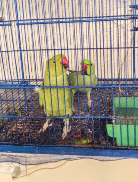 RingNeck parrots Healthy breader pair 1