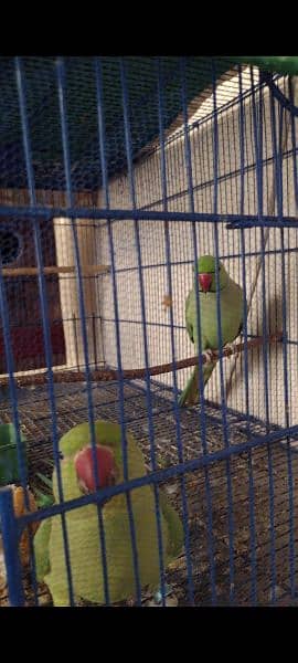 RingNeck parrots Healthy breader pair 4