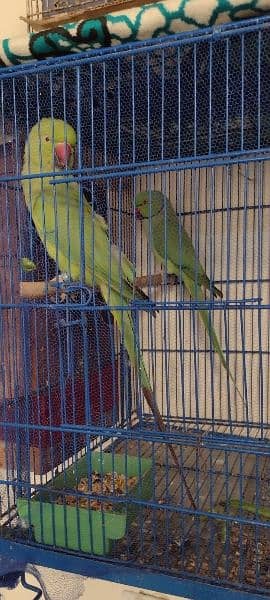 RingNeck parrots Healthy breader pair 5