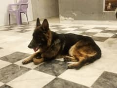 German shepherd female