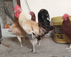 Desi murgha for sale good for egg breading 100% fit