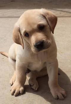 Lebrador male puppy