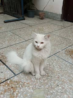 Persian female cat