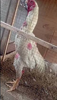 white O king shamo chicks available 03030186352