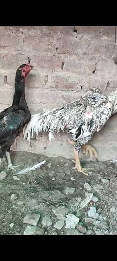 Shamo Female egg laying