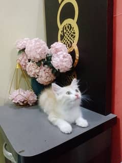 Persian kitten