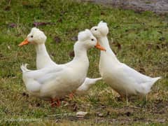 crested male duck