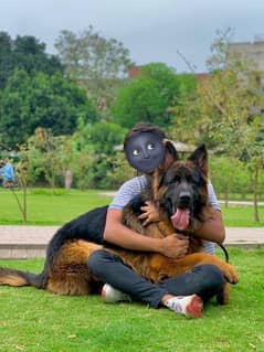 German Shepherd Long Haired Adult