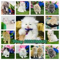 Persian Kittens |pure white Blue eyes shaded|Triple Coated|Punch face|