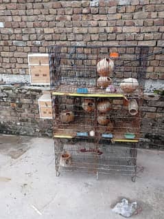 parrot cage