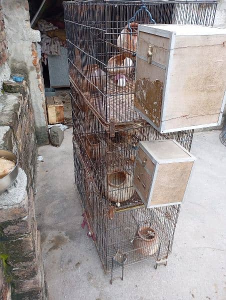 parrot cage 1