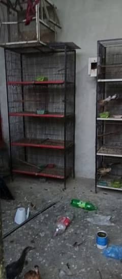 parrots cage