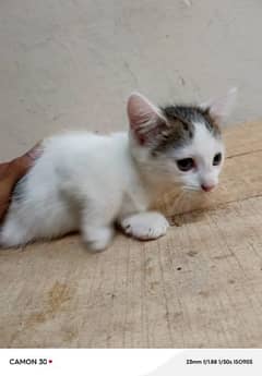 5 Persian kitten female  for sale 1 months old . face white