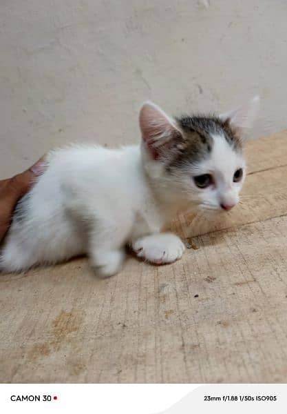 5 Persian kitten female  for sale 1 months old . face white 0