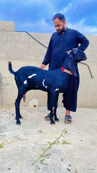 Beetal & Nagri High quality breed 1