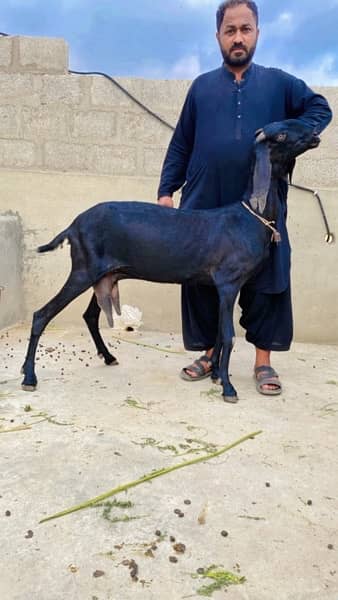 Beetal & Nagri High quality breed 2