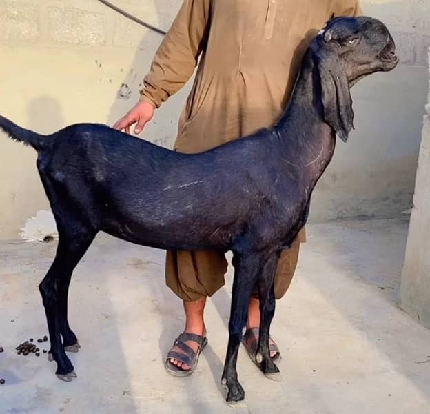 Beetal & Nagri High quality breed 3