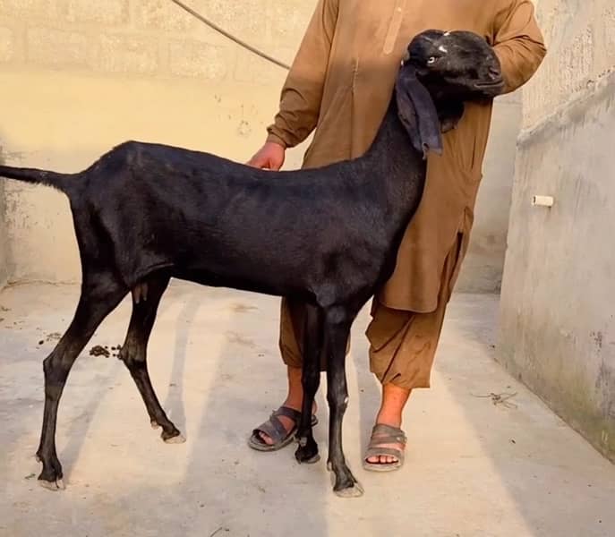 Beetal & Nagri High quality breed 4