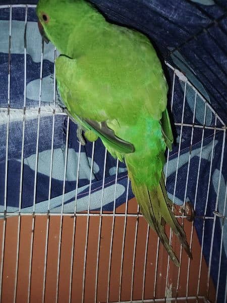 Ringneck Parrot chick 4 month bird 3