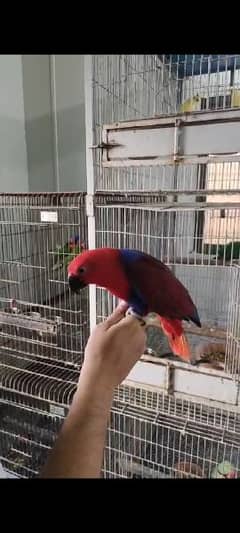 Eclectus Pair 0317-2151409