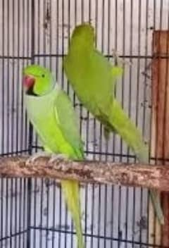 parrot pair