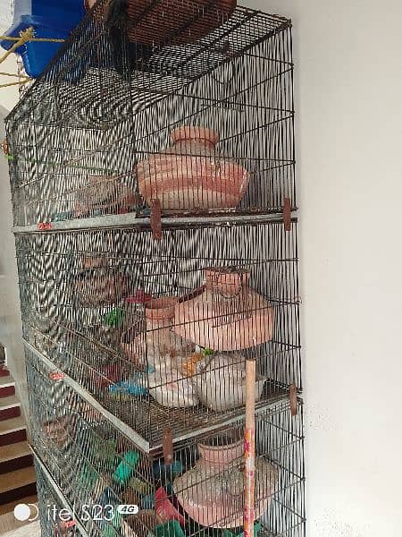 bird cage 1