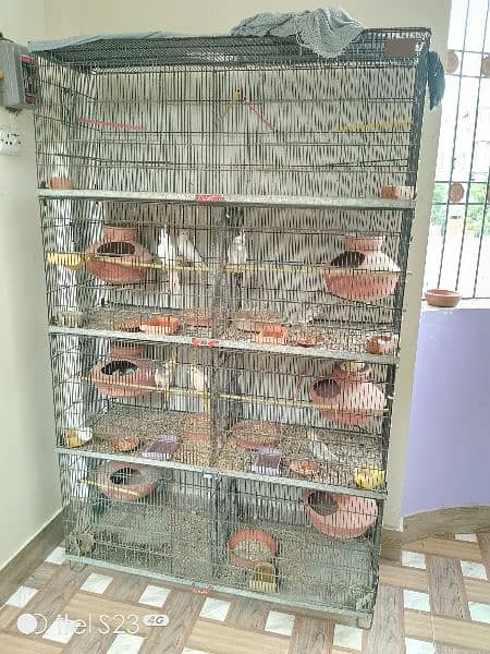 bird cage 4