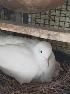 Khumry White dove (red eyes)