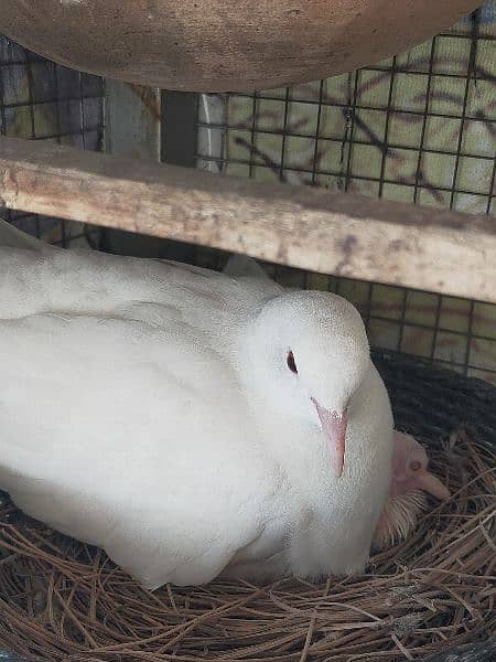 Khumry White dove (red eyes) 0