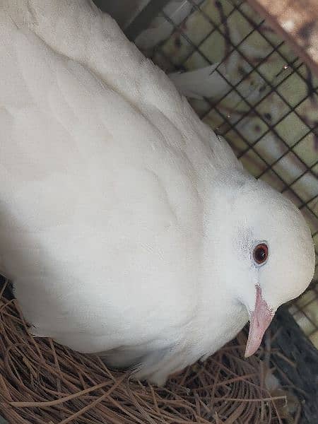 Khumry White dove (red eyes) 1