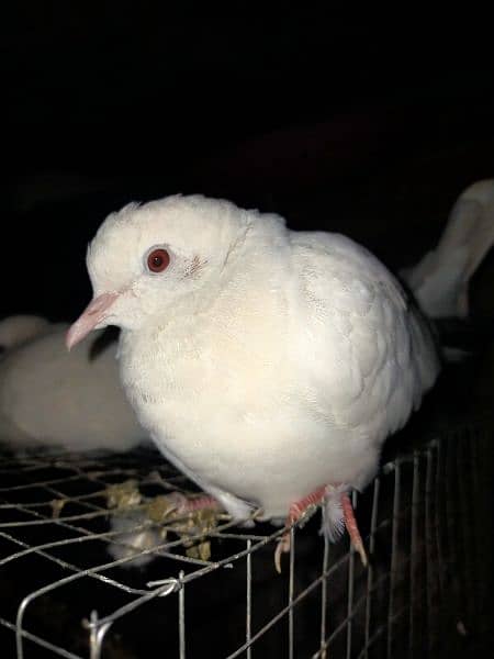 Khumry White dove (red eyes) 4