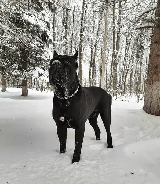 Pedigreed Cane Corso For Import 1