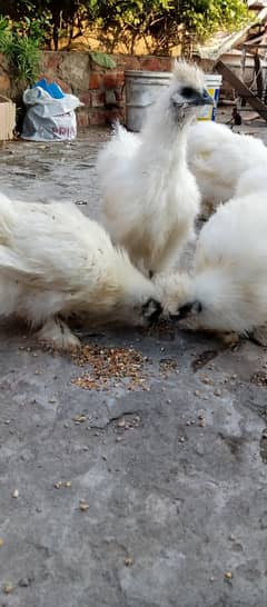 White Silkie 0