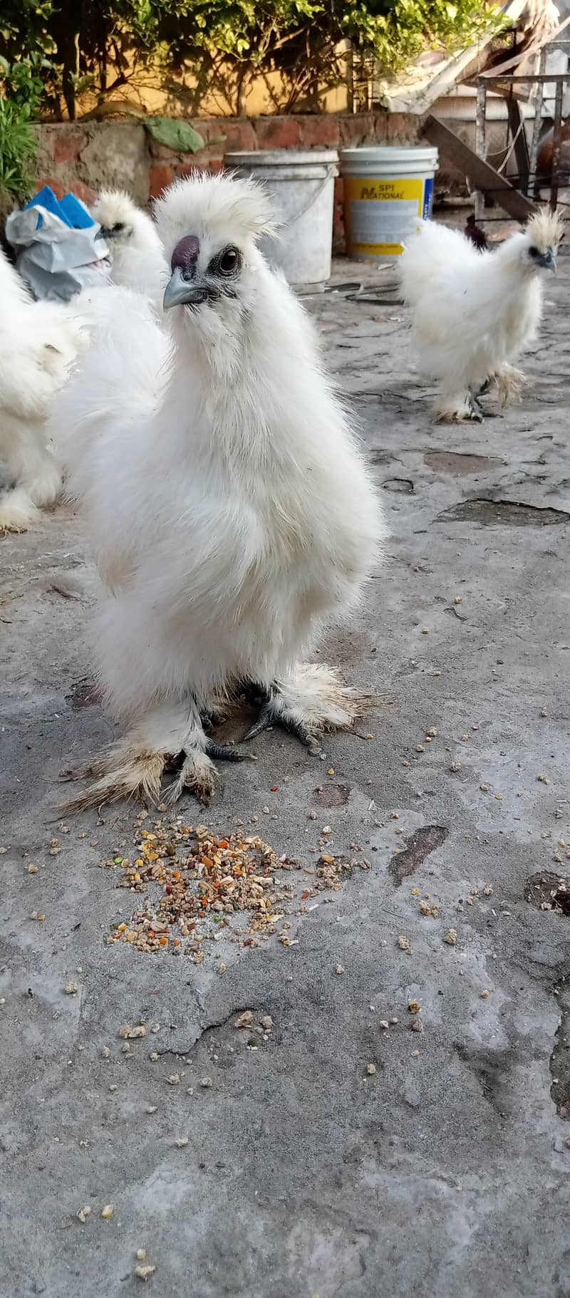 White Silkie 1