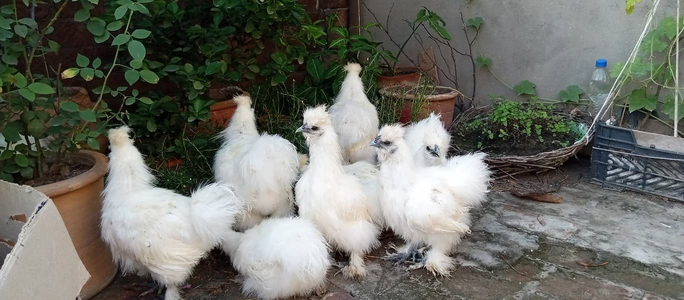 White Silkie 2