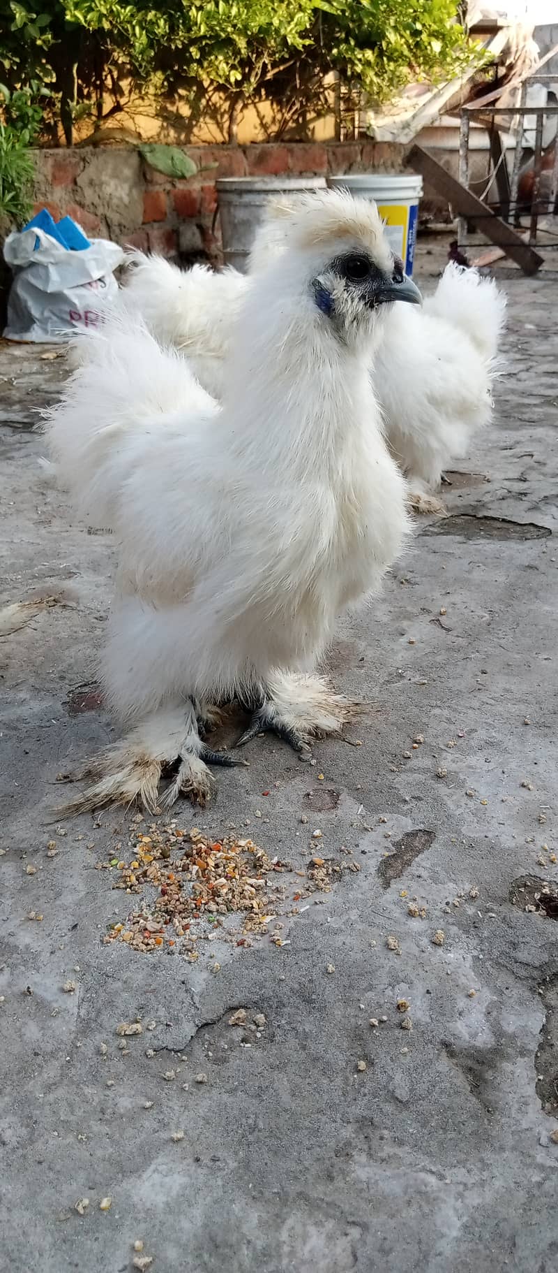 White Silkie 3