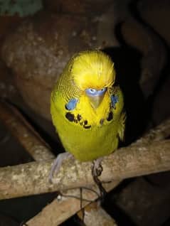 Budgies Parrot Best Size 0